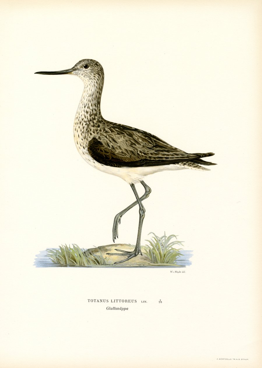 Sandpiper (farve litho) af Magnus Ferdinand and Wilhelm von Wright
