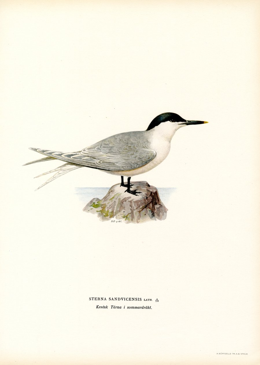 Sandwich Tern (farve litho) af Magnus Ferdinand and Wilhelm von Wright
