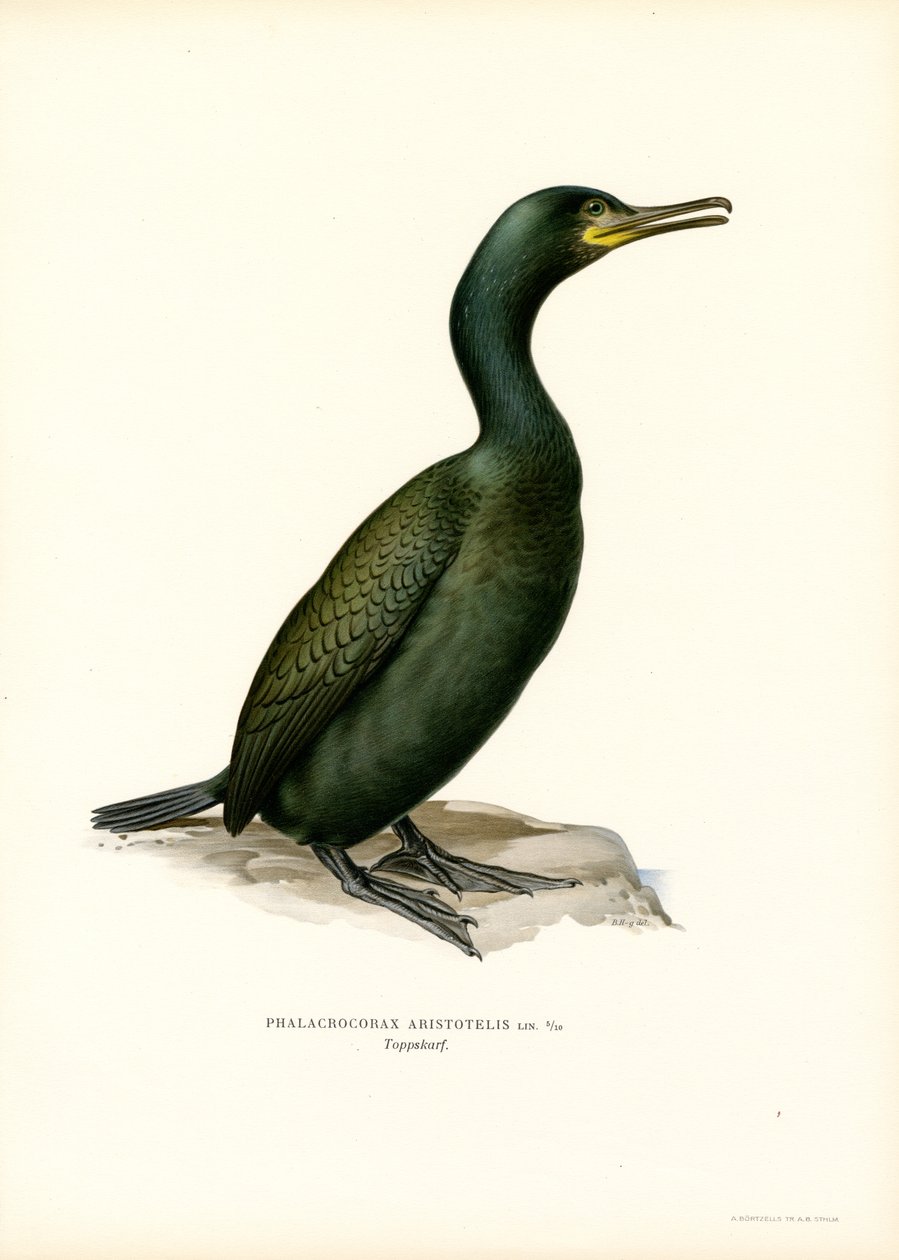 Shag (farve litho) af Magnus Ferdinand and Wilhelm von Wright