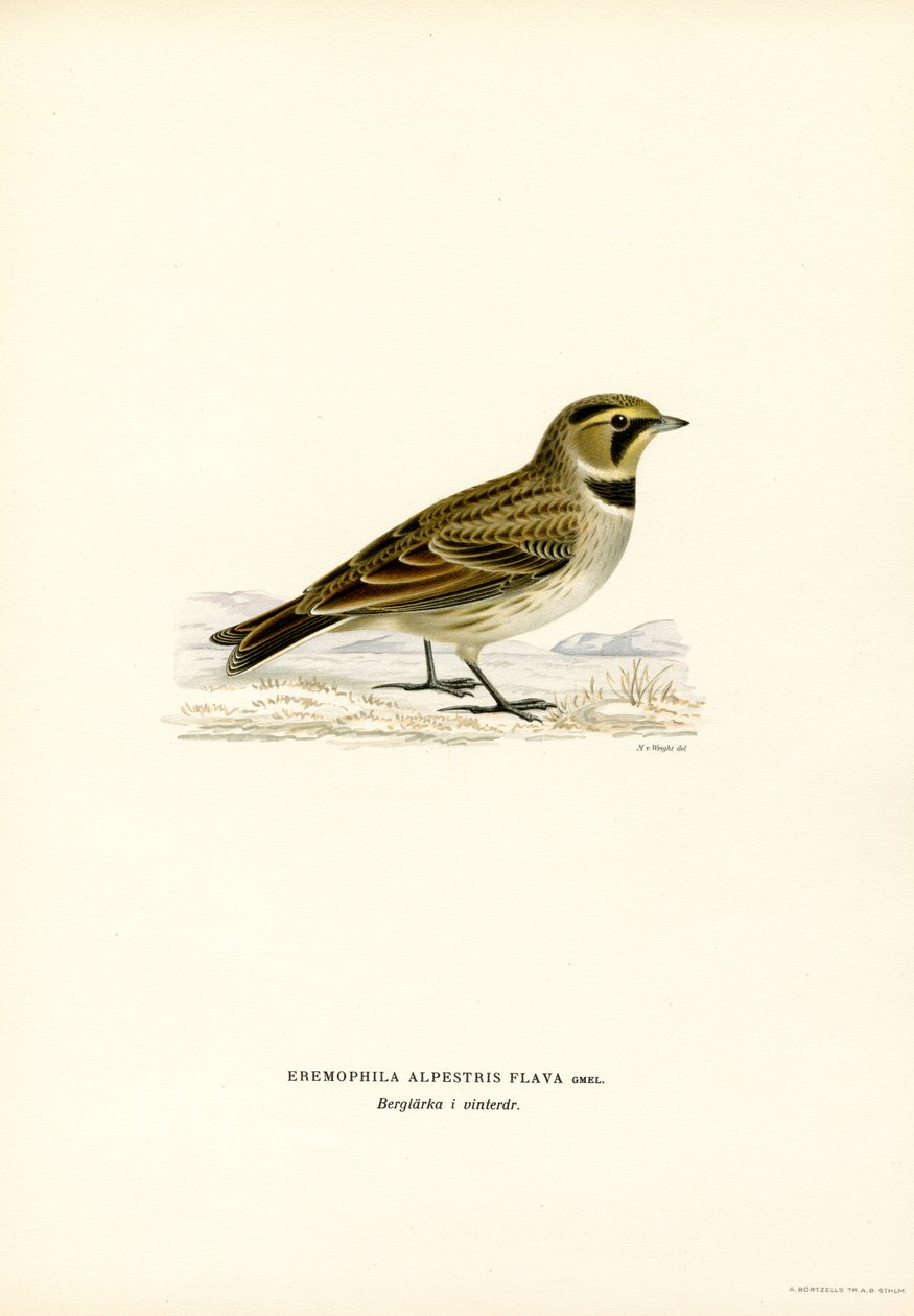 Shore Lark (farve litho) af Magnus Ferdinand and Wilhelm von Wright