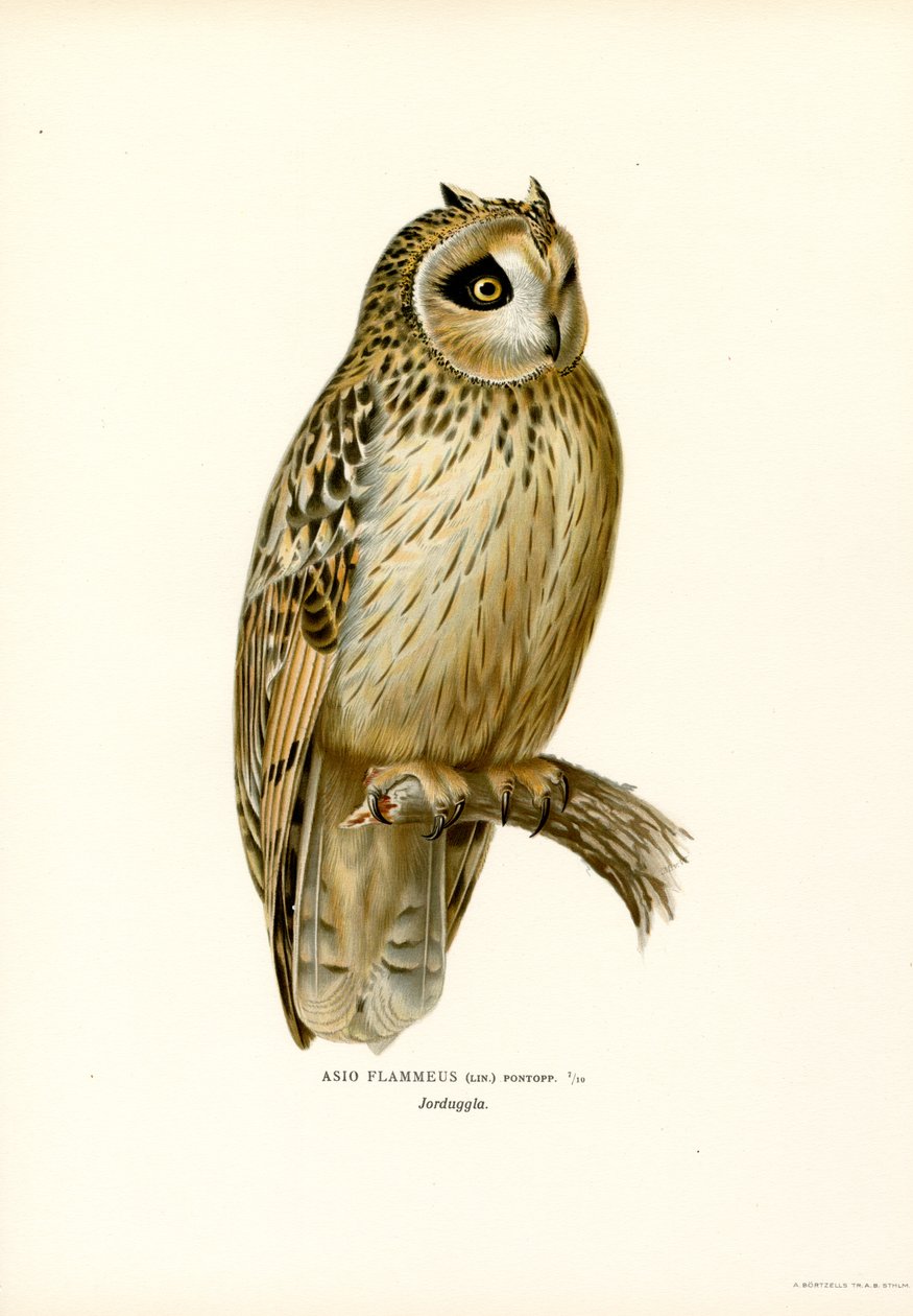Kortøret ugle (farve litho) af Magnus Ferdinand and Wilhelm von Wright