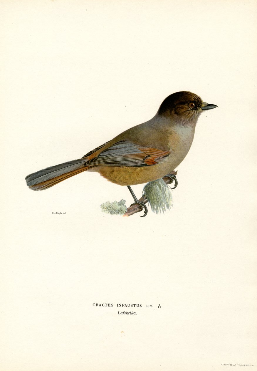 Sibirisk jay (farve litho) af Magnus Ferdinand and Wilhelm von Wright