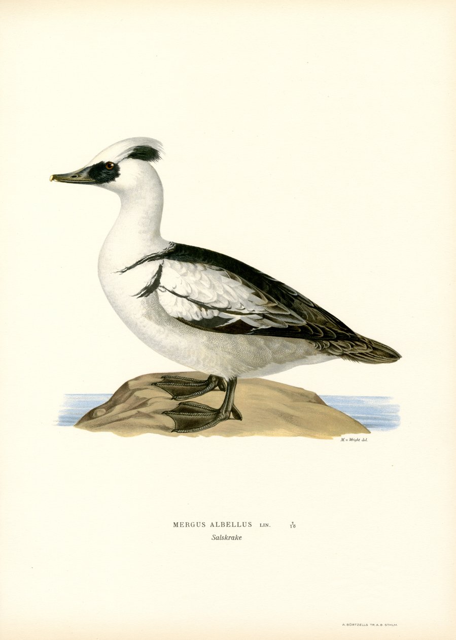Smew (farve litho) af Magnus Ferdinand and Wilhelm von Wright