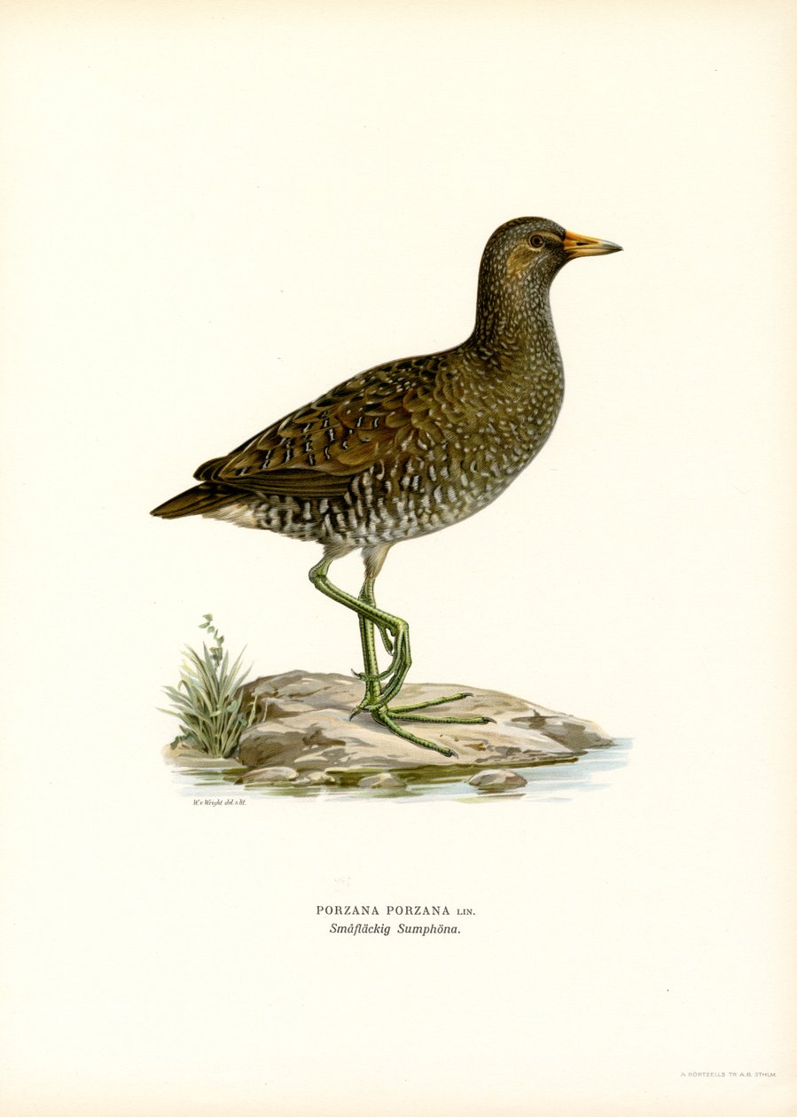 Spotted Crake (farve litho) af Magnus Ferdinand and Wilhelm von Wright