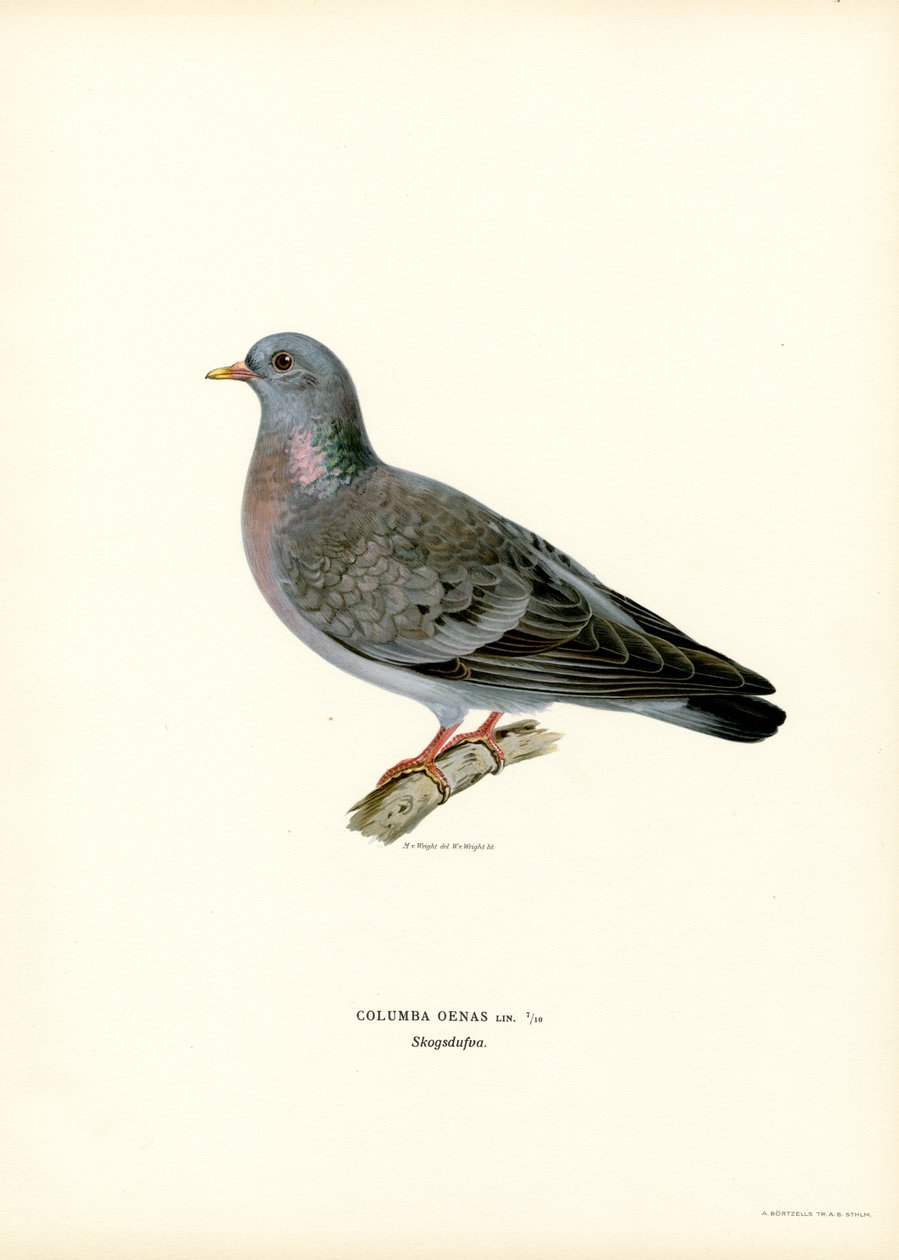 Stock Dove (farve litho) af Magnus Ferdinand and Wilhelm von Wright