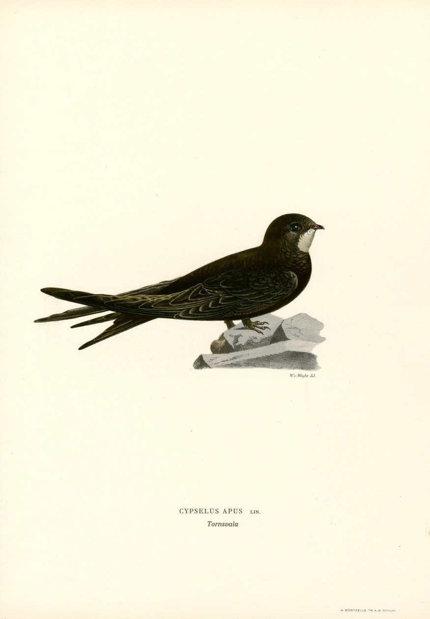 Swift (farve litho) af Magnus Ferdinand and Wilhelm von Wright