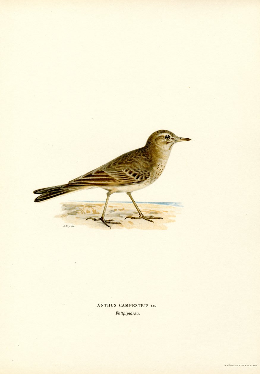 Tawny Pipit (farve litho) af Magnus Ferdinand and Wilhelm von Wright