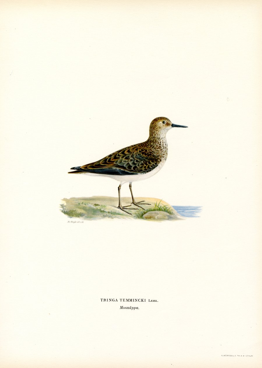 Temmincks Stint (farve litho) af Magnus Ferdinand and Wilhelm von Wright