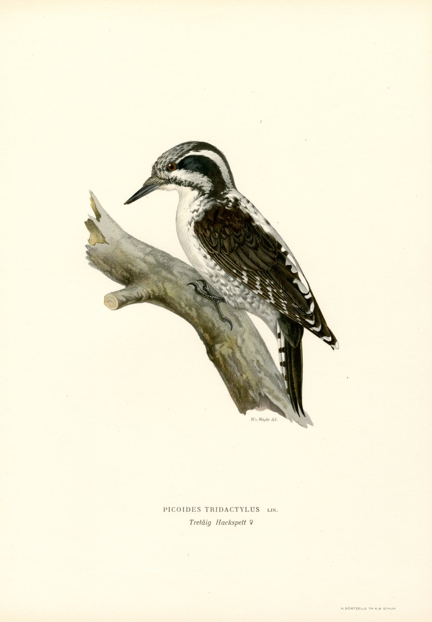 Tretået spætte (farve litho) af Magnus Ferdinand and Wilhelm von Wright