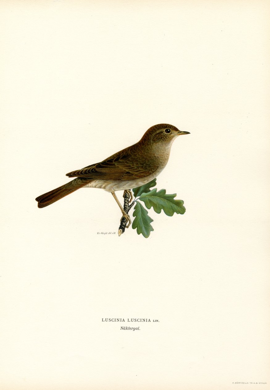Thrush Nightingale (farve litho) af Magnus Ferdinand and Wilhelm von Wright