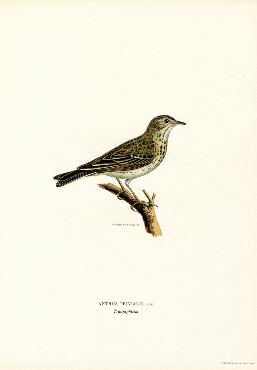 Træpiber (farve litho) af Magnus Ferdinand and Wilhelm von Wright