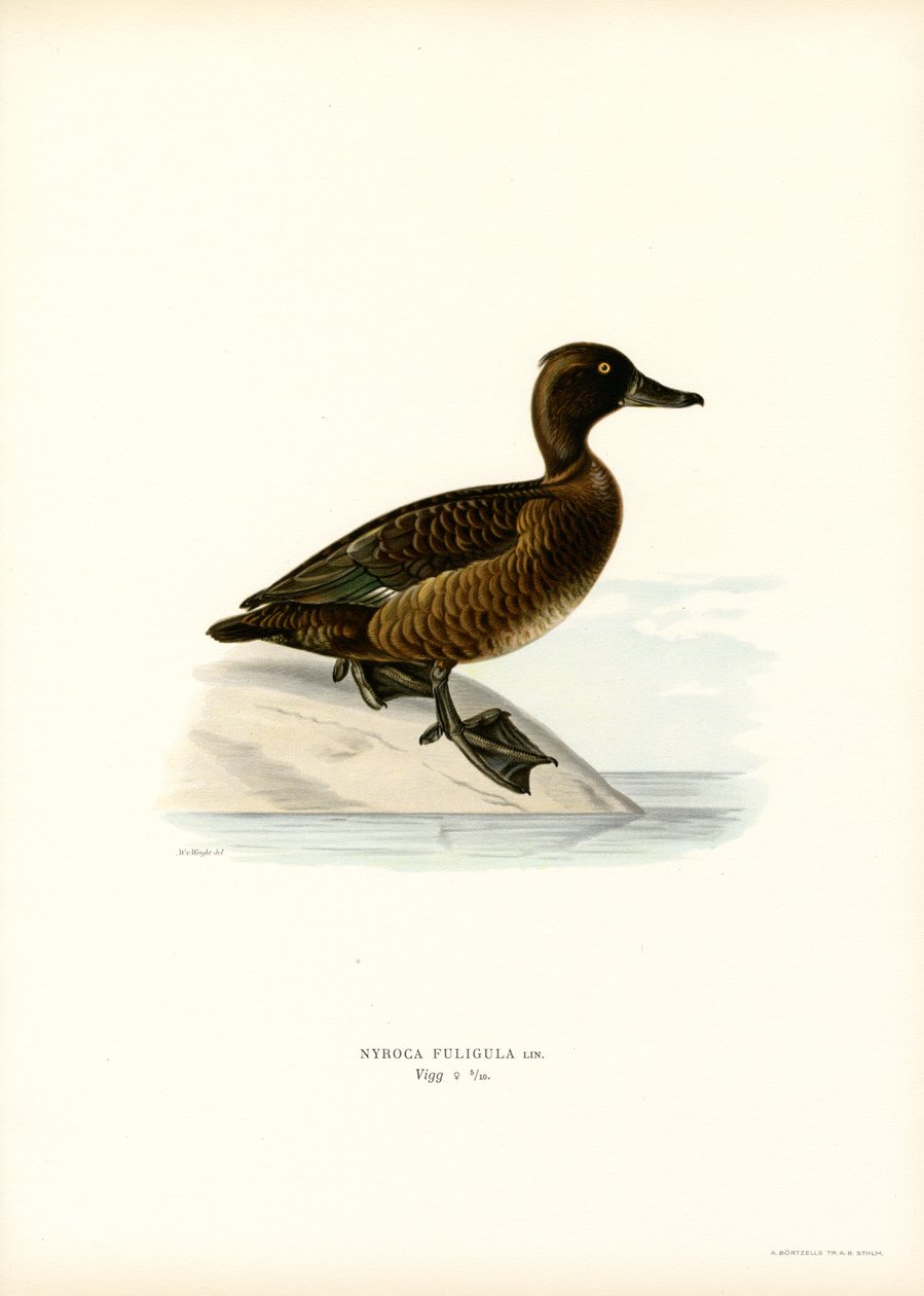 Tufted Duck (farve litho) af Magnus Ferdinand and Wilhelm von Wright
