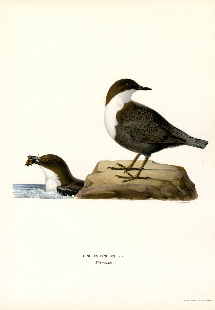 Vand Ouzel (farve litho) af Magnus Ferdinand and Wilhelm von Wright