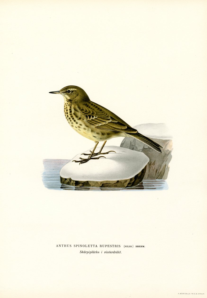 Vandpiber (farve litho) af Magnus Ferdinand and Wilhelm von Wright