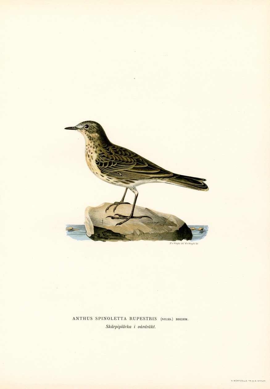 Vandpiber (farve litho) af Magnus Ferdinand and Wilhelm von Wright