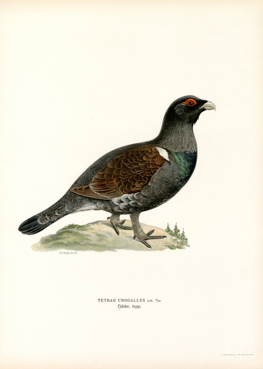 Western Capercaillie (farve litho) af Magnus Ferdinand and Wilhelm von Wright