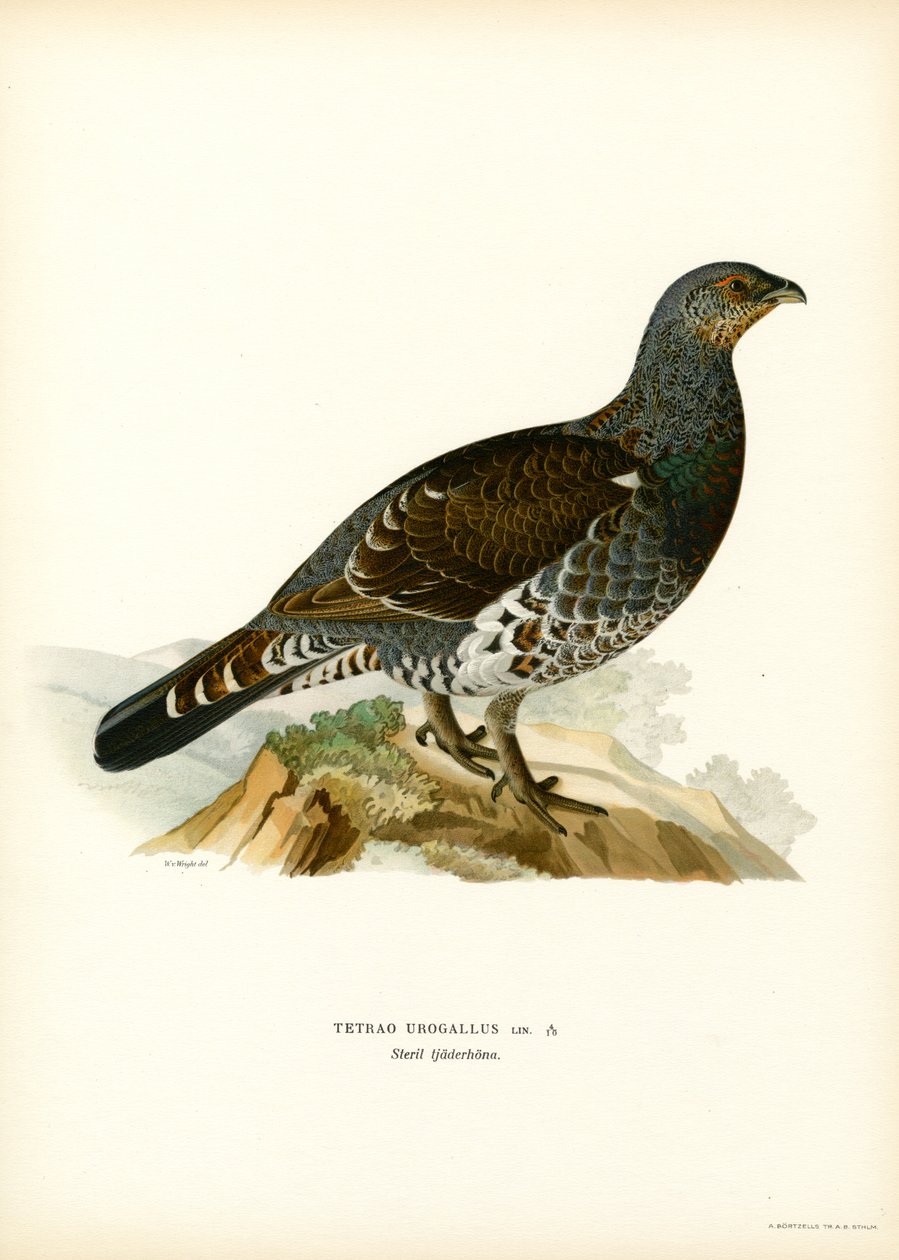Western Capercaillie (farve litho) af Magnus Ferdinand and Wilhelm von Wright