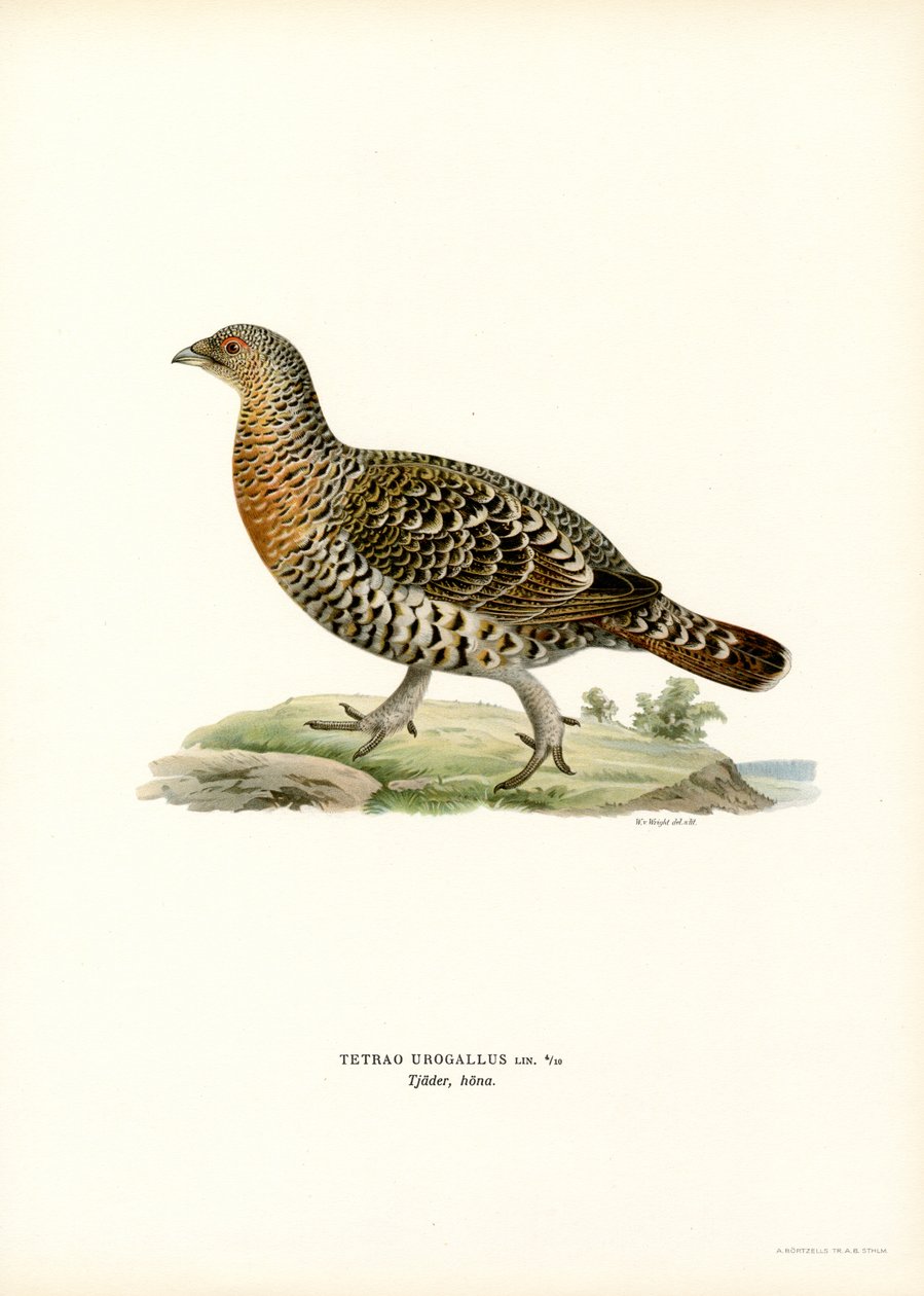 Western Capercaillie (farve litho) af Magnus Ferdinand and Wilhelm von Wright