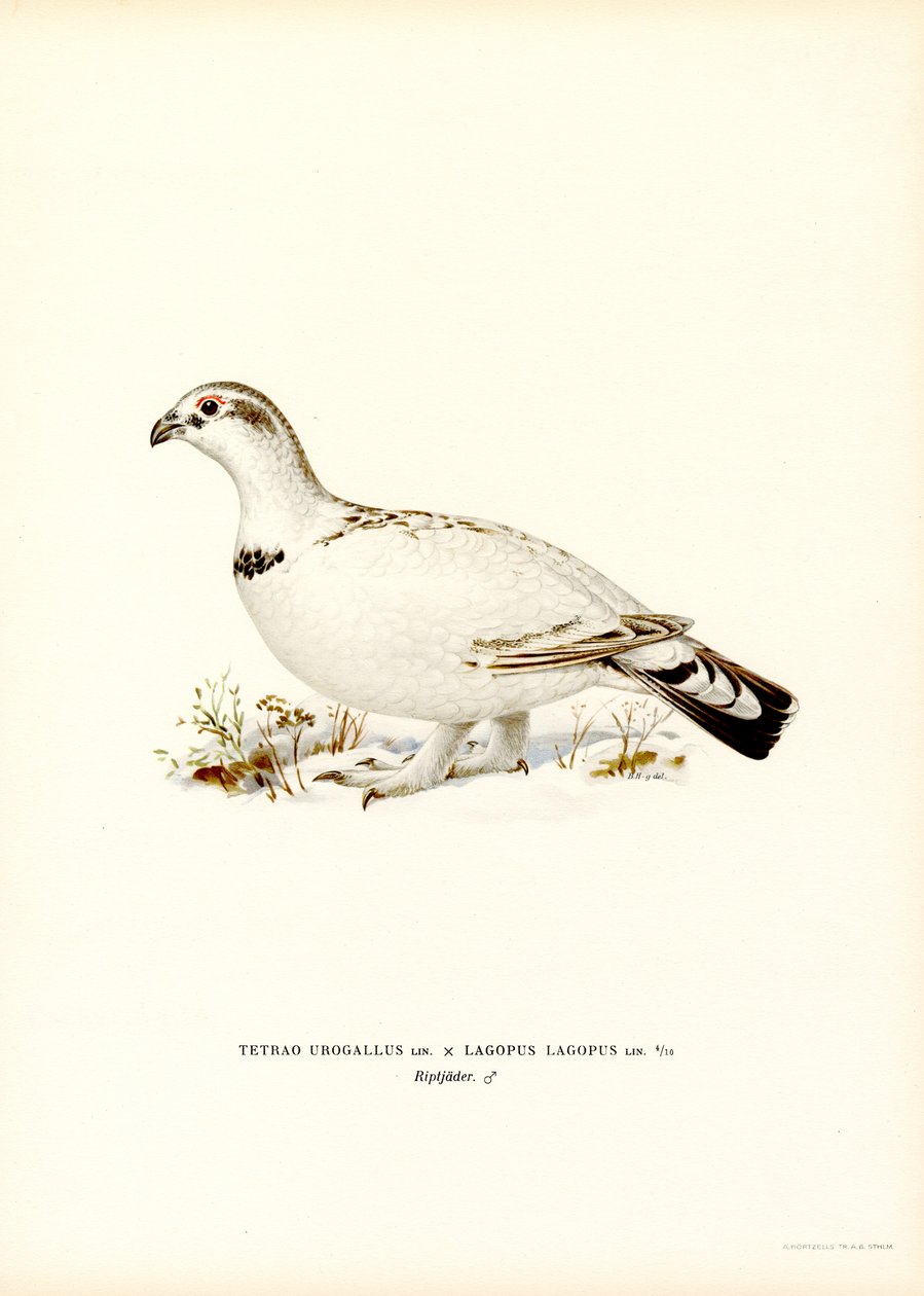 Western Capercaillie x Willow Ptarmigan (farve litho) af Magnus Ferdinand and Wilhelm von Wright