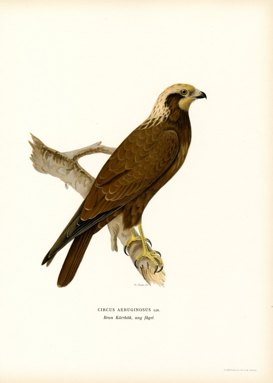 Western Marsh Harrier (farve litho) af Magnus Ferdinand and Wilhelm von Wright