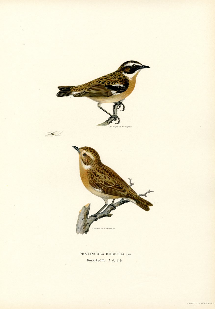 Whinchat (farve litho) af Magnus Ferdinand and Wilhelm von Wright