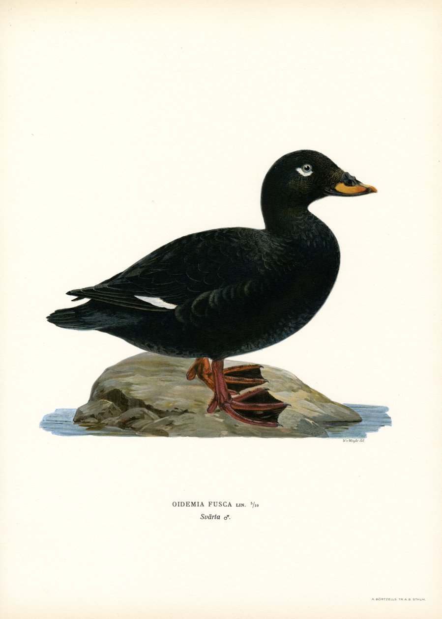 White-winged Scoter (farve litho) af Magnus Ferdinand and Wilhelm von Wright