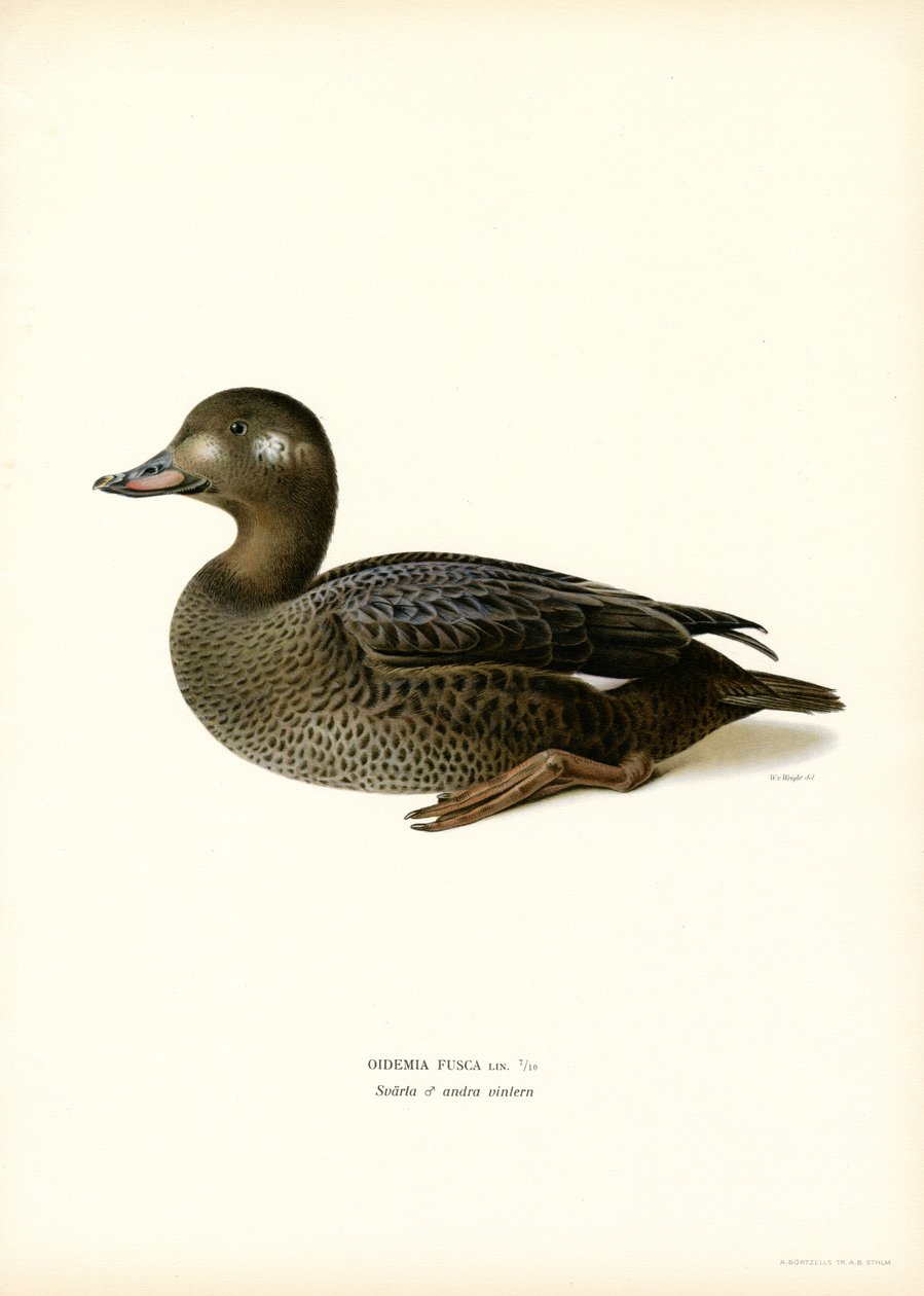 White-winged Scoter (farve litho) af Magnus Ferdinand and Wilhelm von Wright