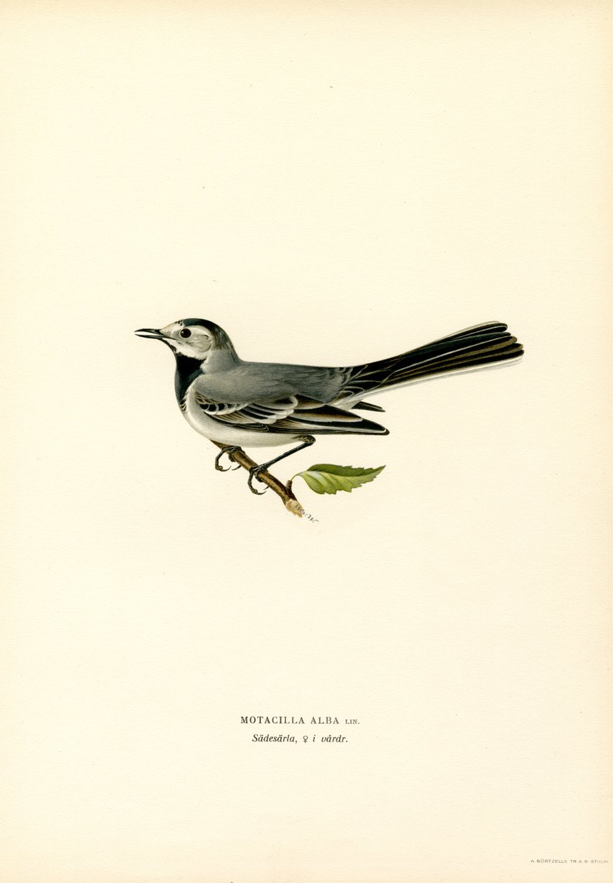 Hvid vipstjert (farve litho) af Magnus Ferdinand and Wilhelm von Wright