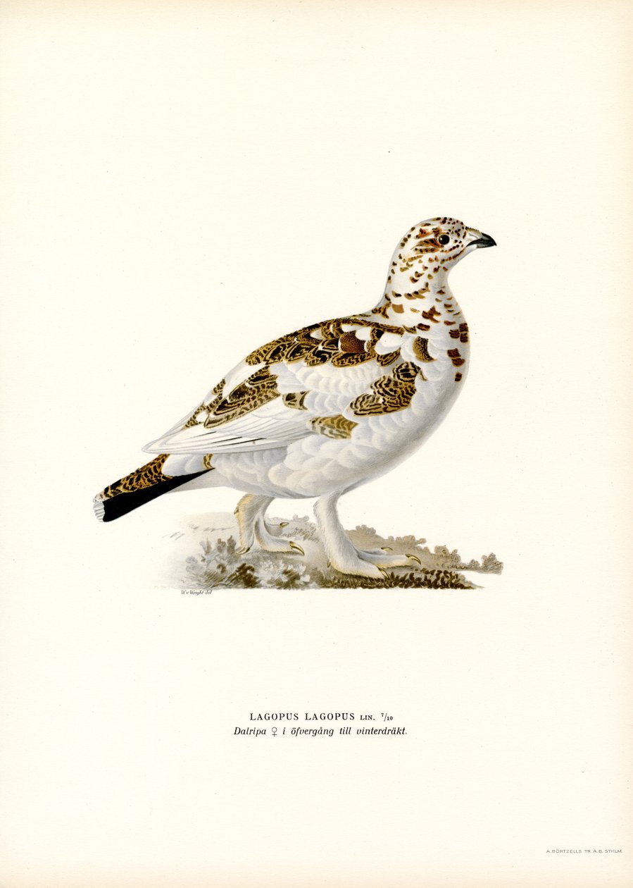 Pilrype (farve litho) af Magnus Ferdinand and Wilhelm von Wright