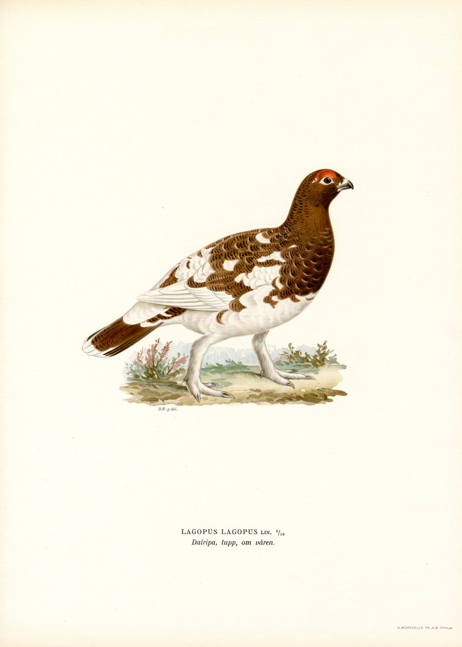 Pilrype (farve litho) af Magnus Ferdinand and Wilhelm von Wright