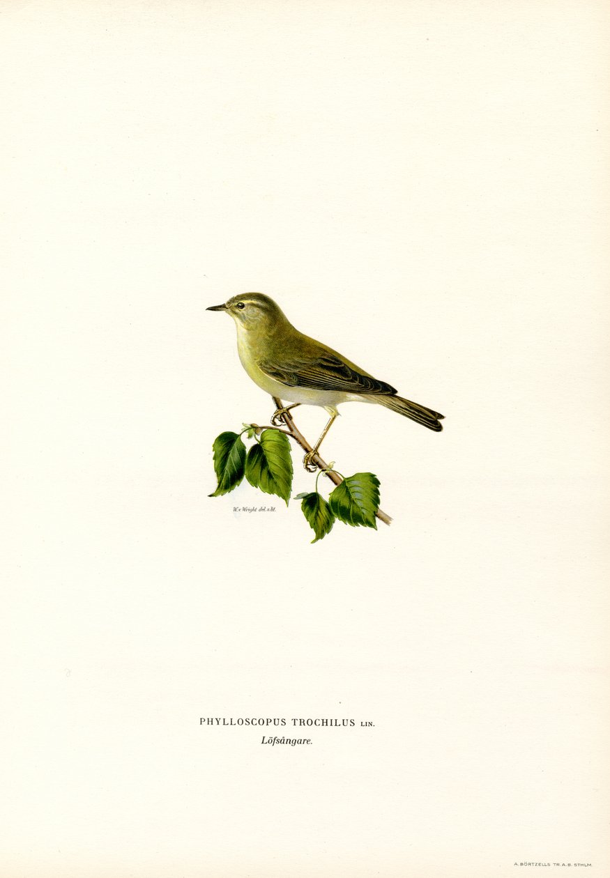 Pilesanger (farve litho) af Magnus Ferdinand and Wilhelm von Wright
