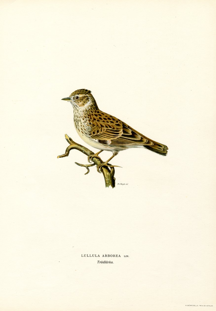 Trælærke (farve litho) af Magnus Ferdinand and Wilhelm von Wright