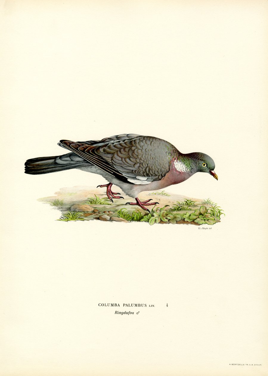 Skovdue (farve litho) af Magnus Ferdinand and Wilhelm von Wright