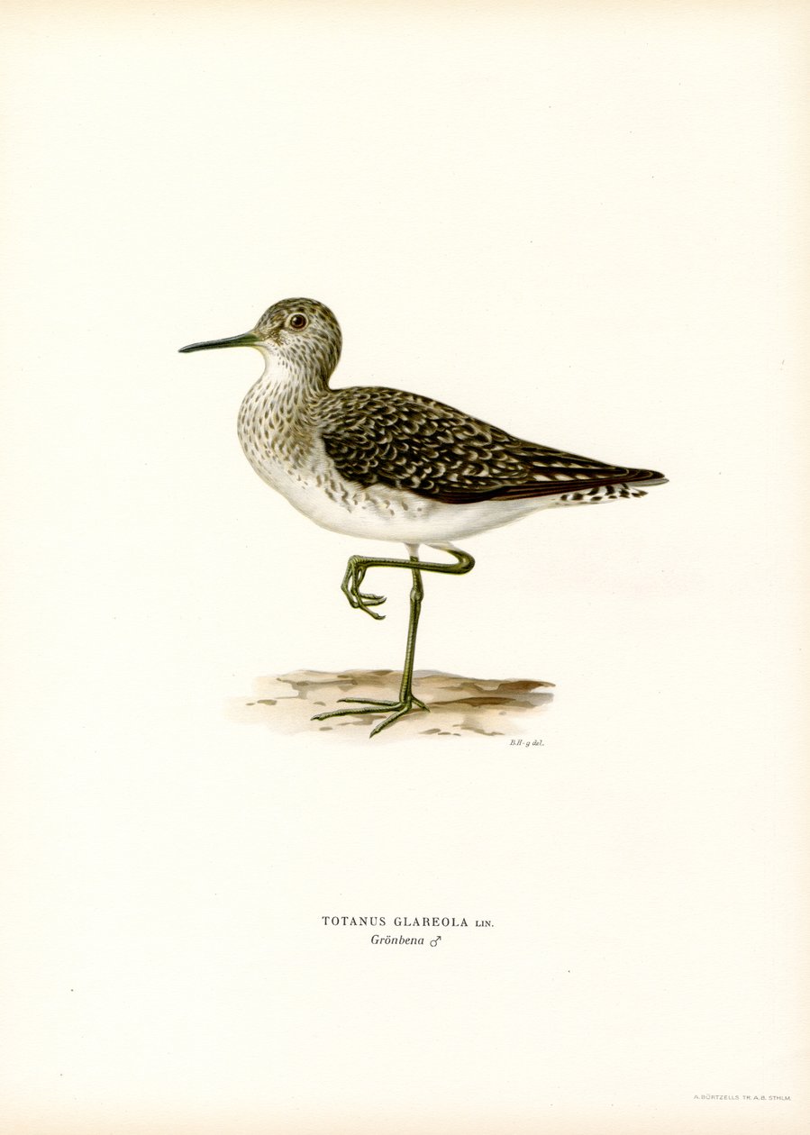 Træsandpiper (farve litho) af Magnus Ferdinand and Wilhelm von Wright