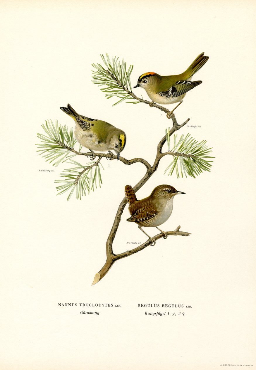 Wren (farve litho) af Magnus Ferdinand and Wilhelm von Wright