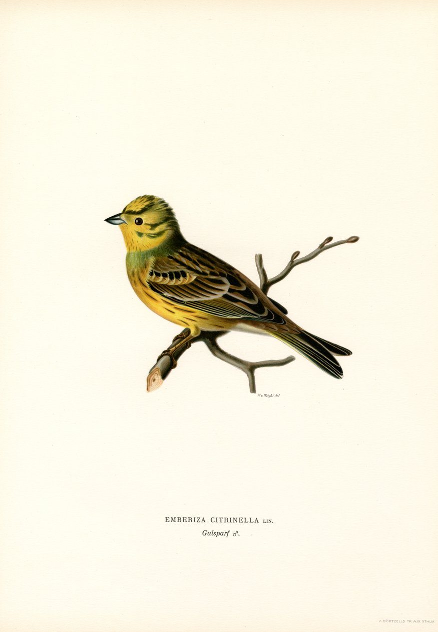 Gul Bunting (farve litho) af Magnus Ferdinand and Wilhelm von Wright