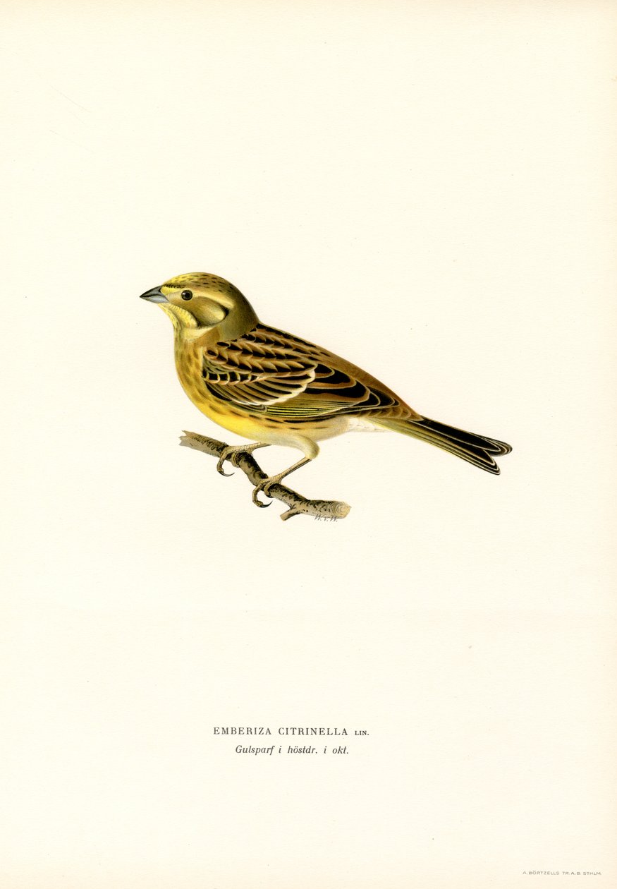 Gulhammer (Emberiza citrinella) (farve litho) af Magnus Ferdinand and Wilhelm von Wright