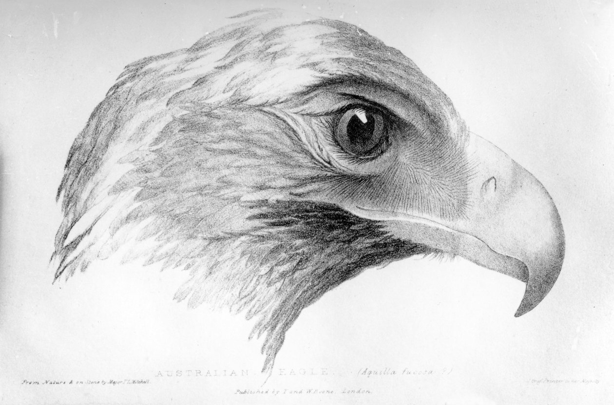 Australian Eagle, illustration fra 