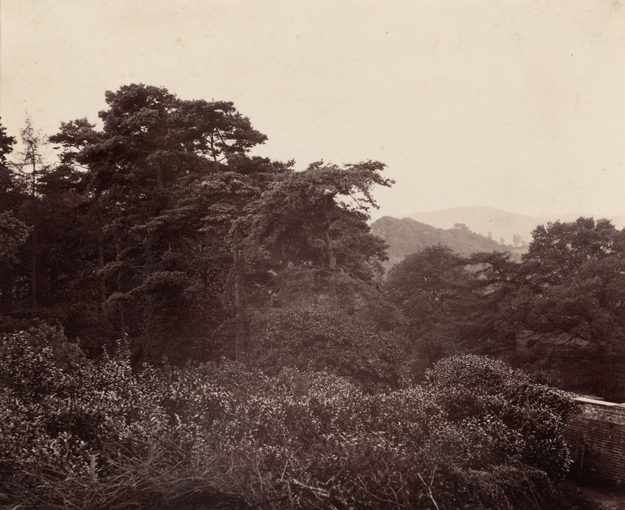 Studie af løv, ca. 1863 (foto) af Major Francis Gresley