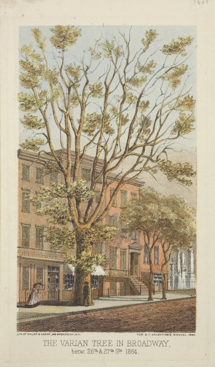Varian Tree i Broadway, mellem 26th og 27th Streets, 1864 af Major and Knapp