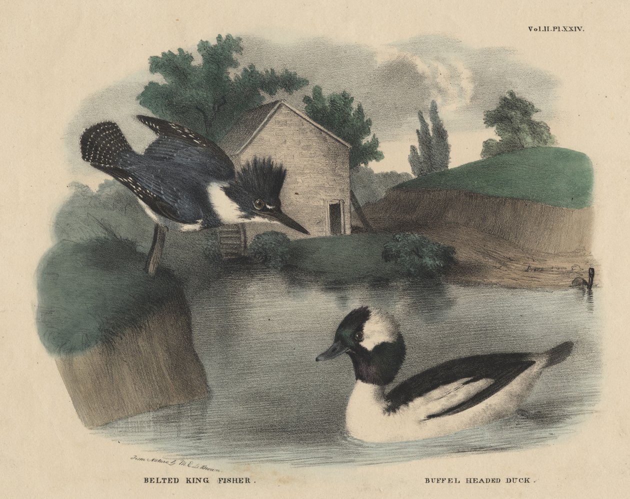 Belted King Fisher og Buffel Headed Duck, fra 