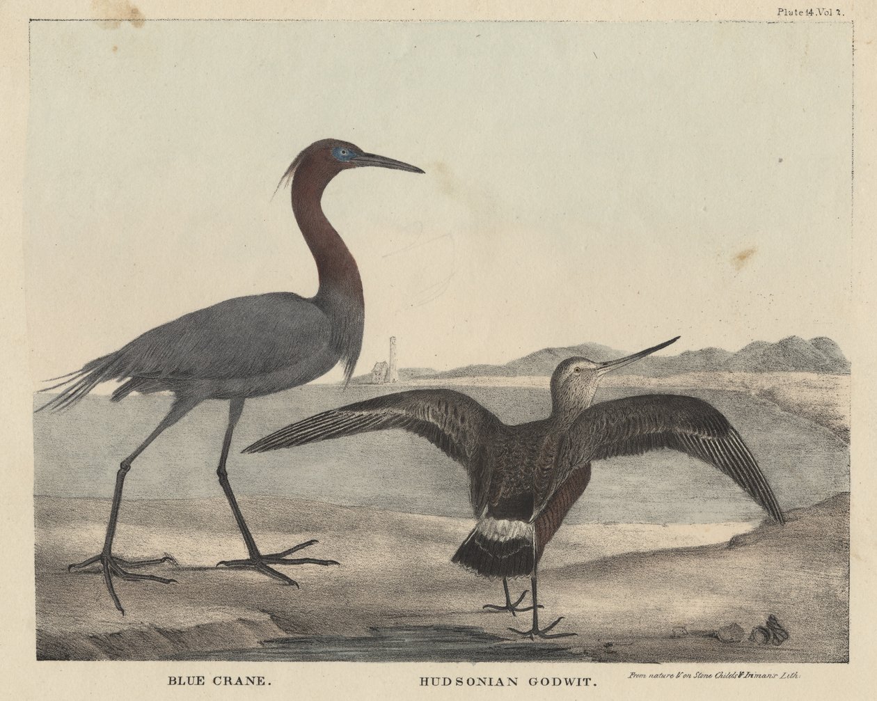 Blue Crane, Hudsonian Godwit, litho af Childs und Inman, fra 