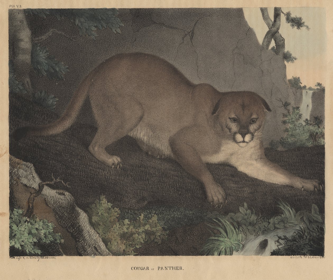 Puma eller panter, fra "From Cabinet of Natural History and American Rural Sports", af J.T. Doughty, 1832 af Mannevillette Elihu Dearing Brown
