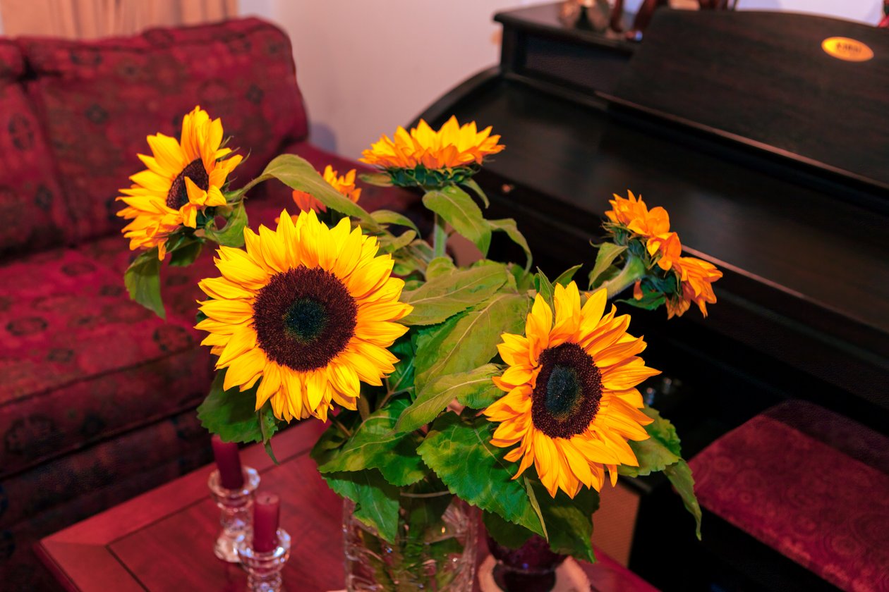 Kirkkaankeltaiset auringonkukat tai Helianthus Annuus Andien vuoristosta Kolumbiassa koristaa kotia Bogota Cityssä af Mano Chandra Dhas