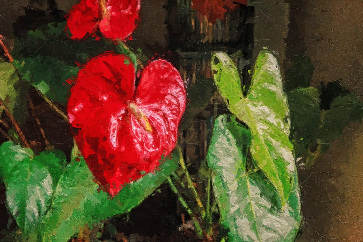 Stor rød hjerteformet anthurium af Mano Chandra Dhas