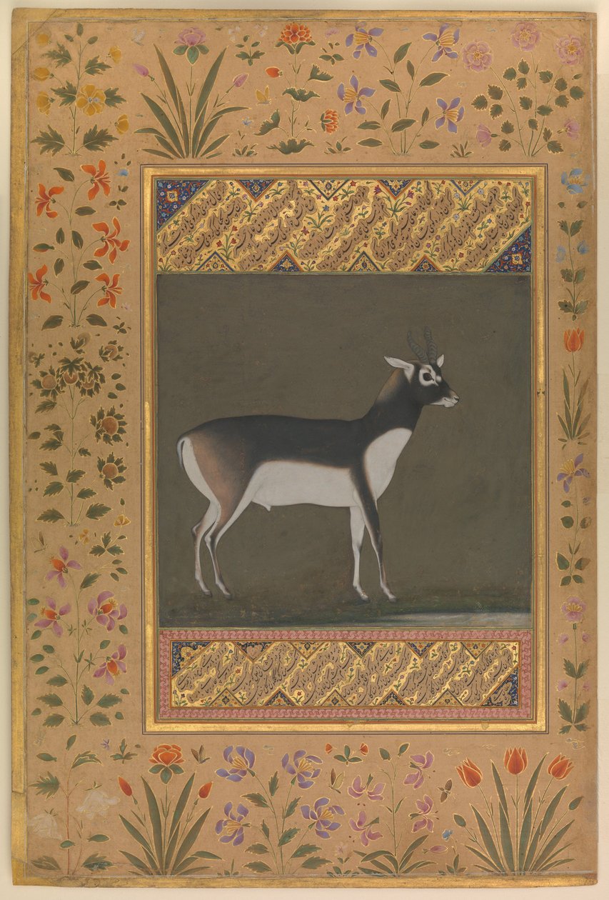 Black Buck, Folio fra Shah Jahan Album, ca. 1615-20 af   Manohar