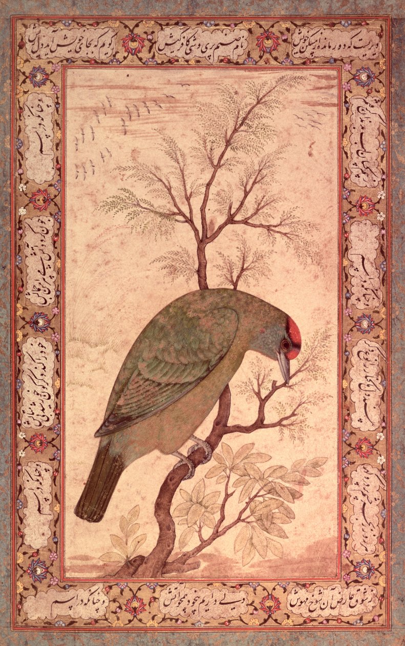 A Barbet (Himalaya blåhalset fugl) Jahangir Periode, Mughal, 1615 af Mansur