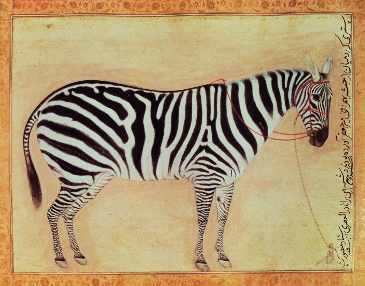 Zebra, fra Minto Album, Mughal, 1621, af Mansur