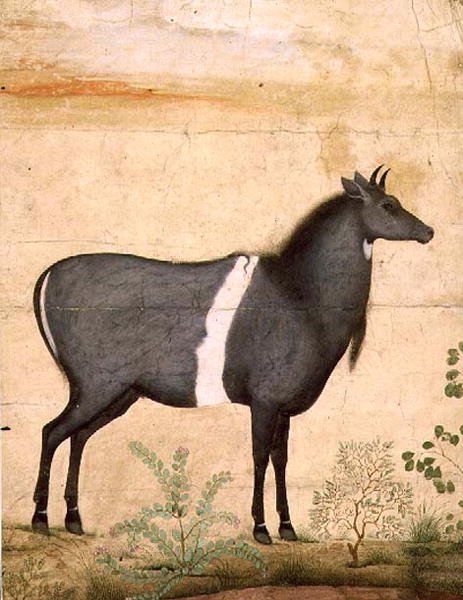 PD.78-1948 Nilgai (blå ko) Mughal-skole, begyndelsen af det 17. århundrede (gouache) af Mansur (attr. to)