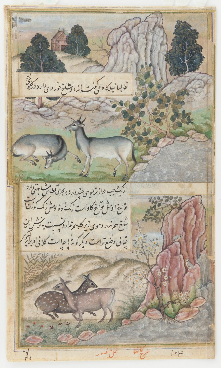To vilde bøfler, ca. 1589 (akvarel, blæk, guld på papir) af Mansur (fl.c.1590 1630)